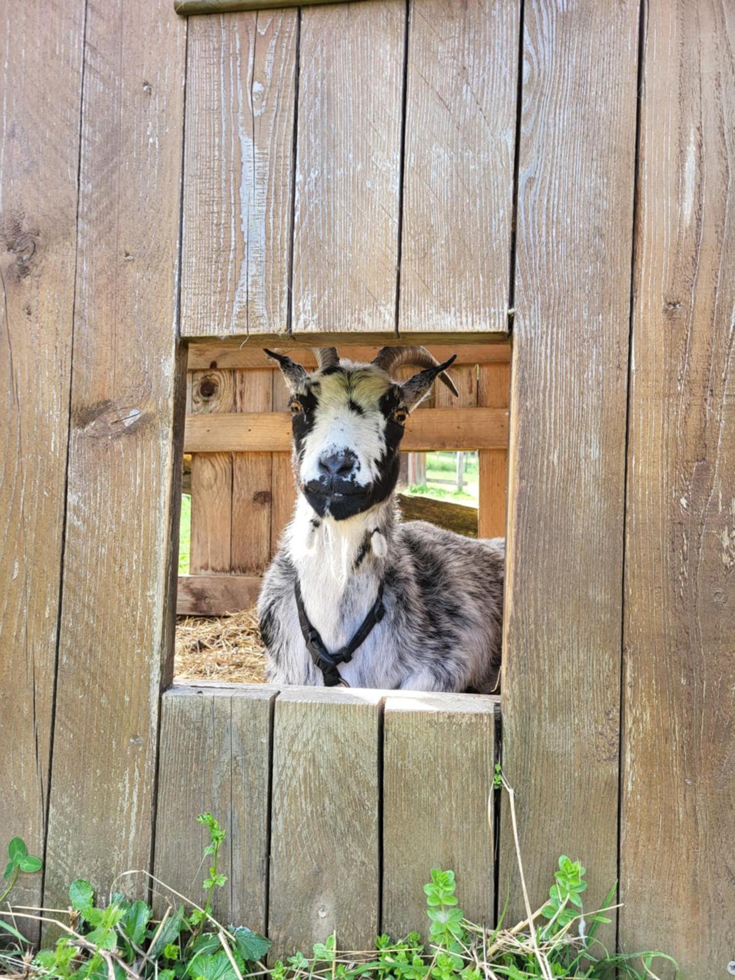 Le Paradis Des Animaux Coublevie Buitenkant foto