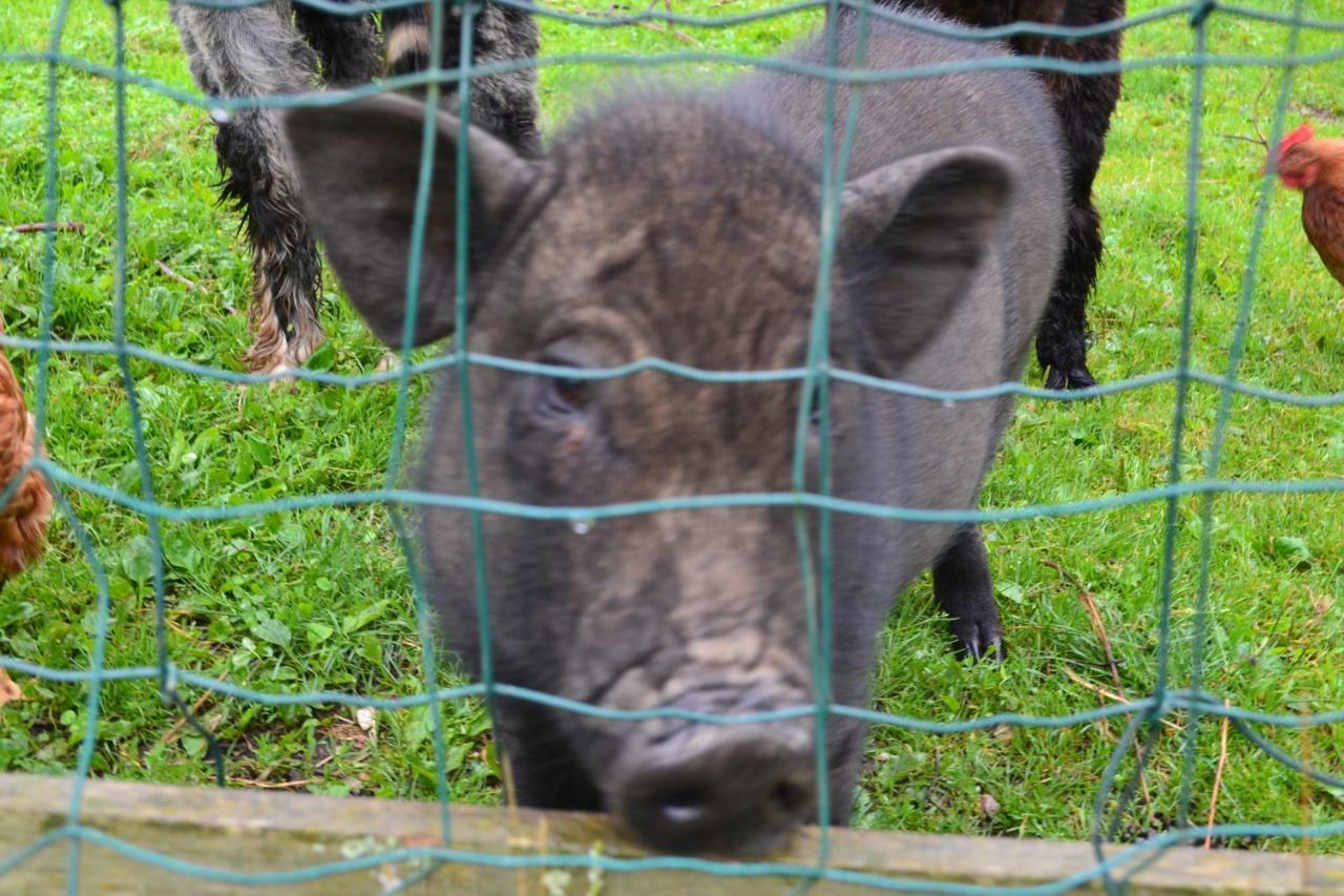 Le Paradis Des Animaux Coublevie Buitenkant foto