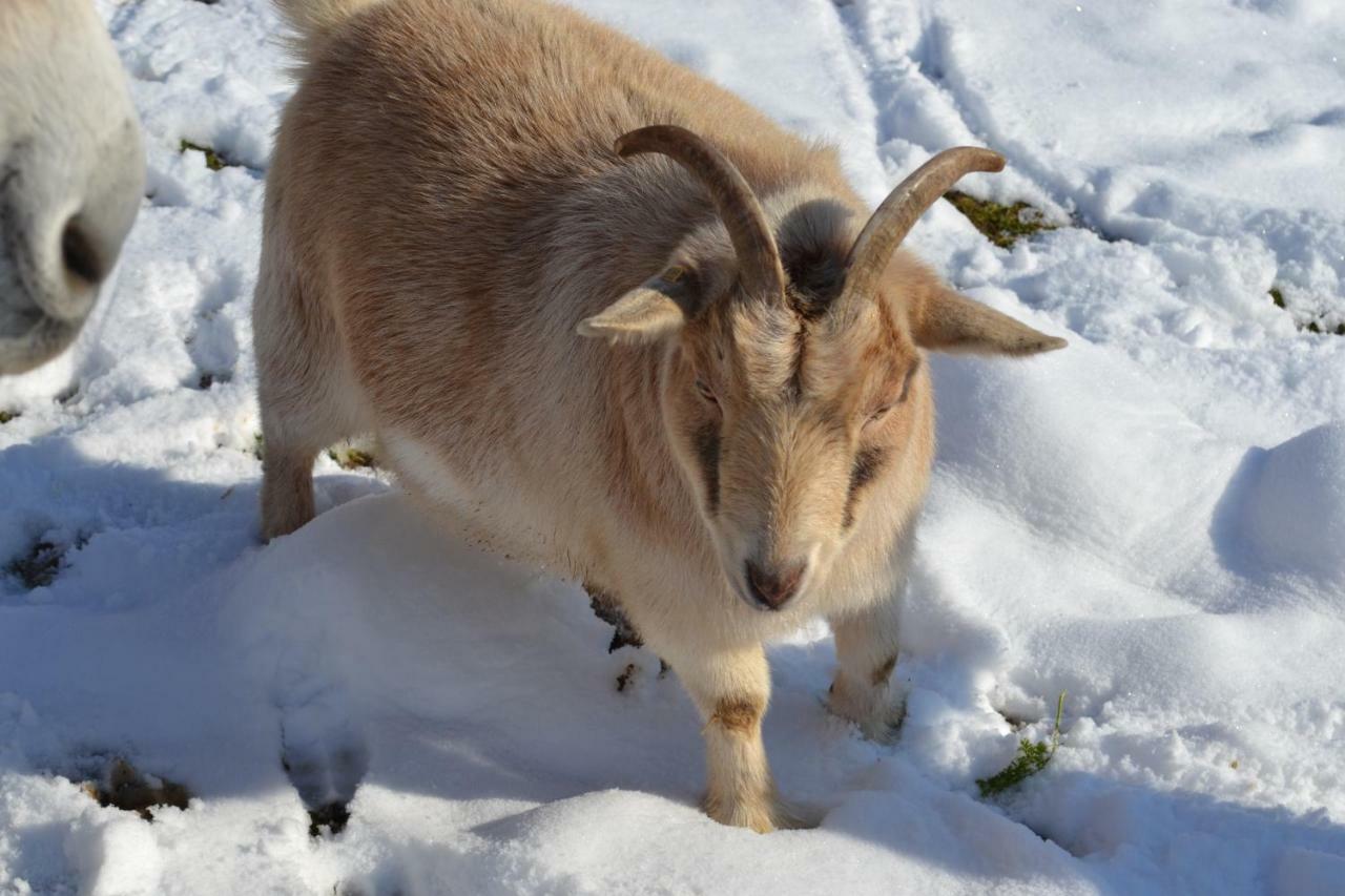 Le Paradis Des Animaux Coublevie Buitenkant foto
