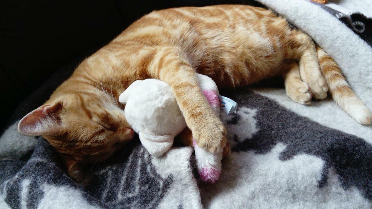 Le Paradis Des Animaux Coublevie Buitenkant foto