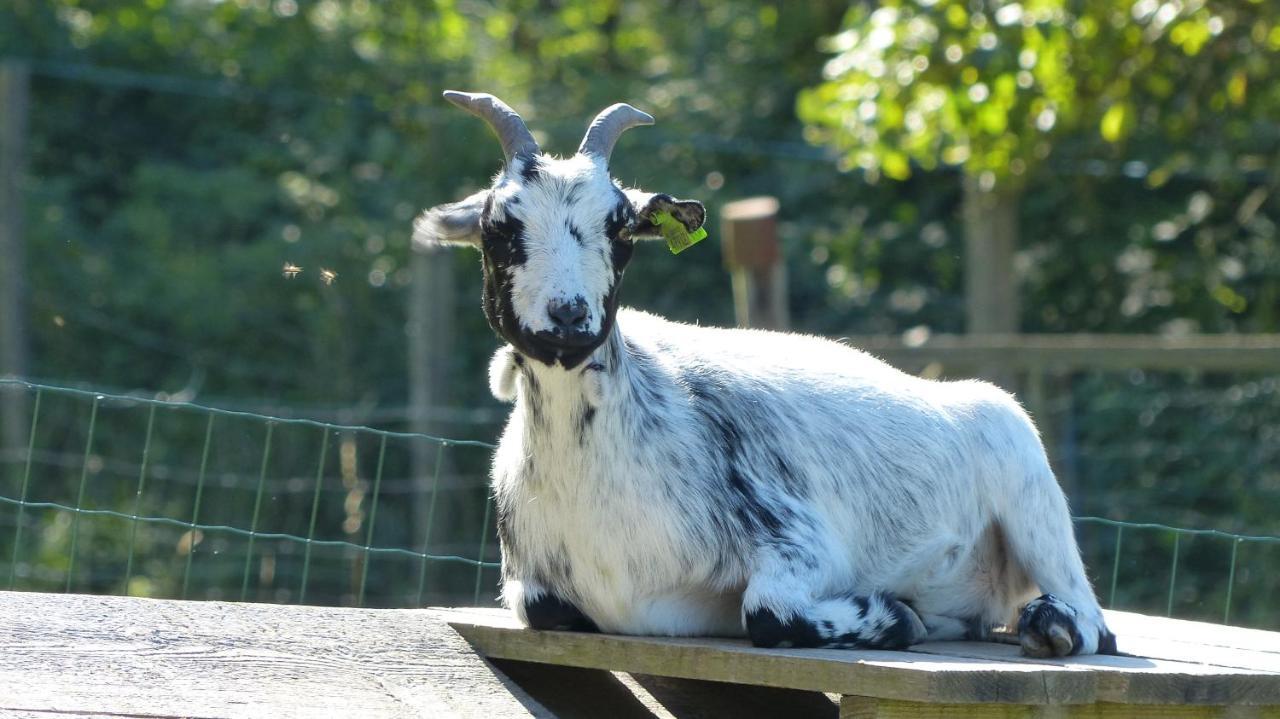 Le Paradis Des Animaux Coublevie Buitenkant foto