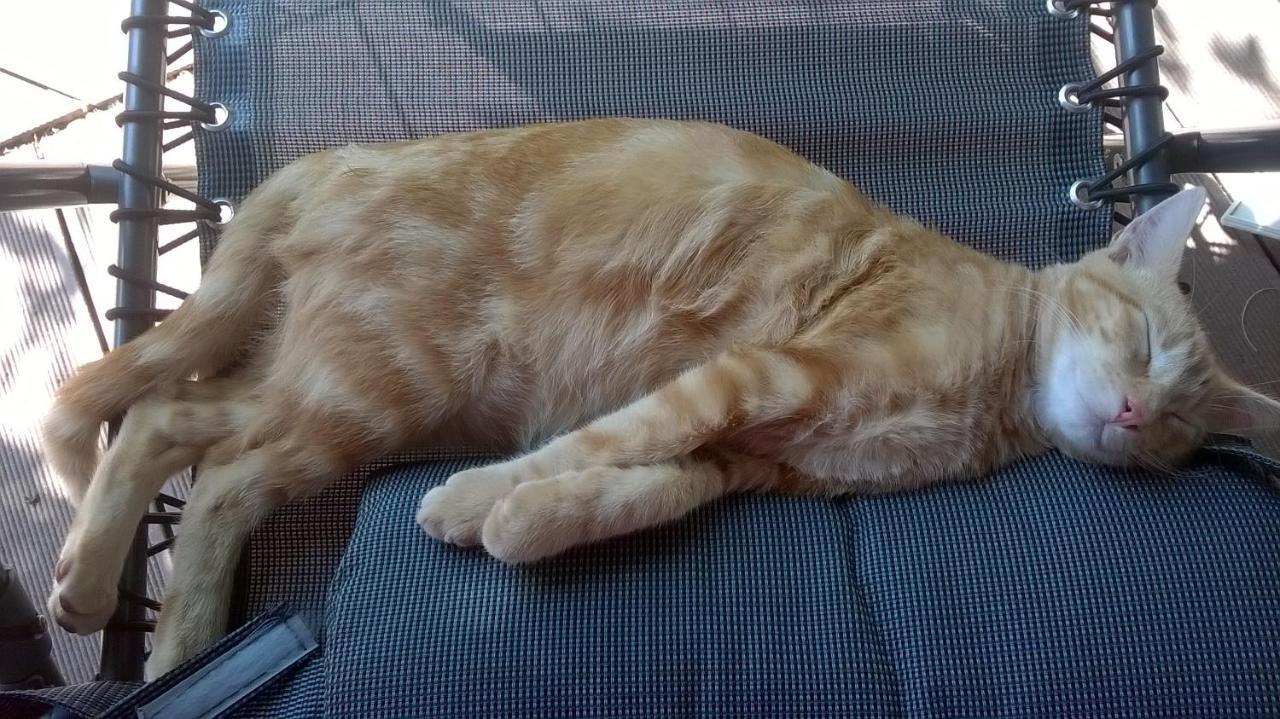 Le Paradis Des Animaux Coublevie Buitenkant foto
